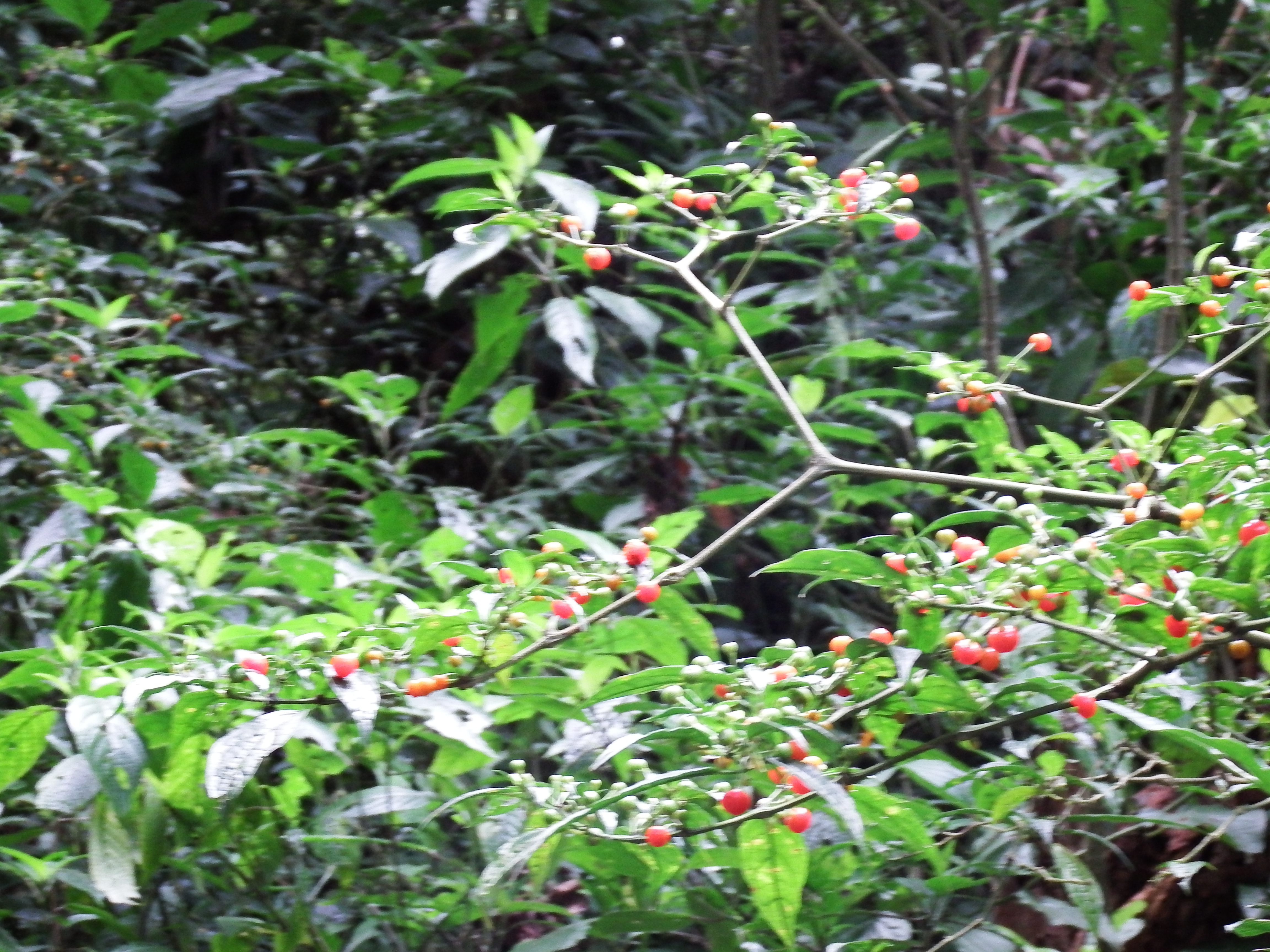 DSCF0507.JPG\n6,179.00 KB \n4608 x 3456 \n6/2/14\n