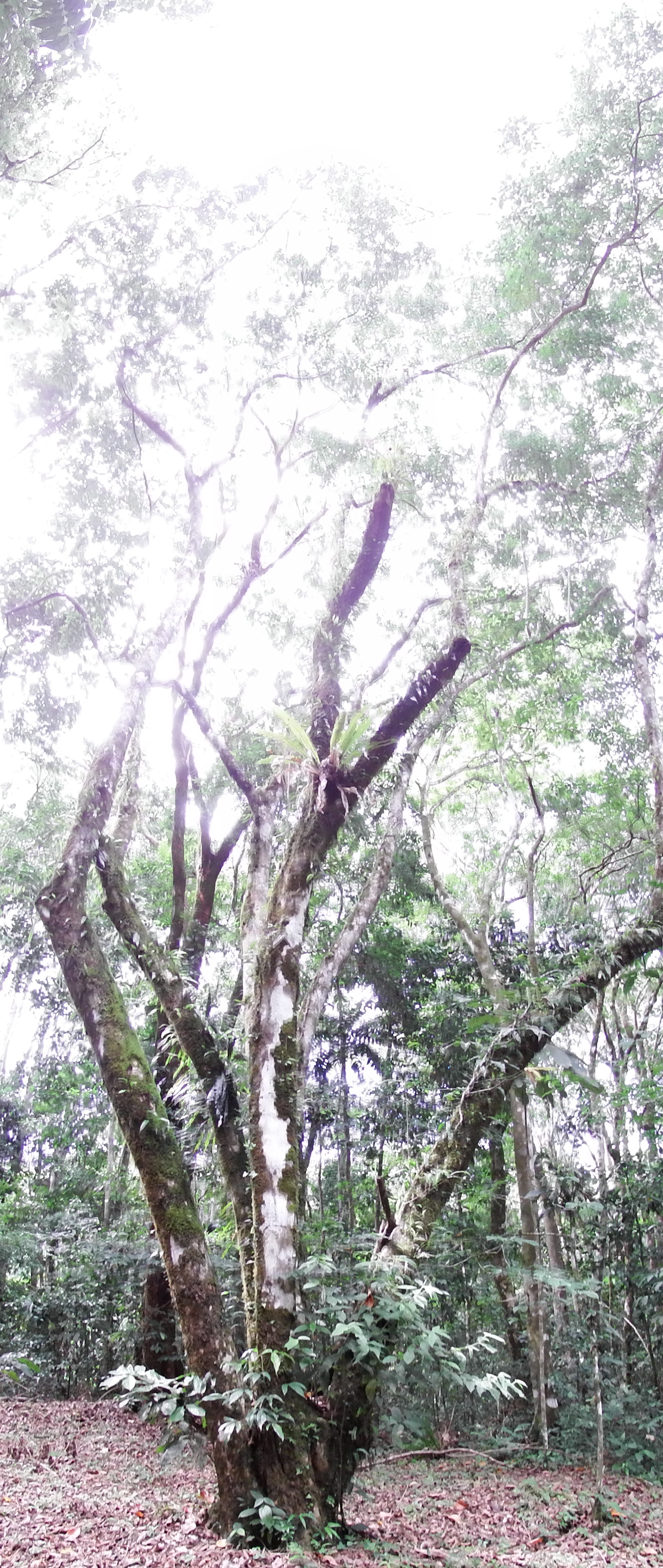 DSCF0752a.JPG\n2,231.08 KB \n1624 x 3840 \n6/20/14\n