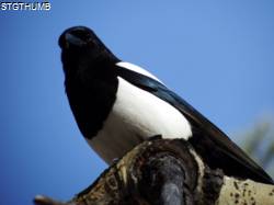 DSCF0679.JPG
6,572.46 KB
4608 x 3456
11/23/14