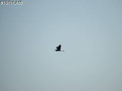 DSCF0480.JPG
5,264.48 KB
4608 x 3456
10/27/14