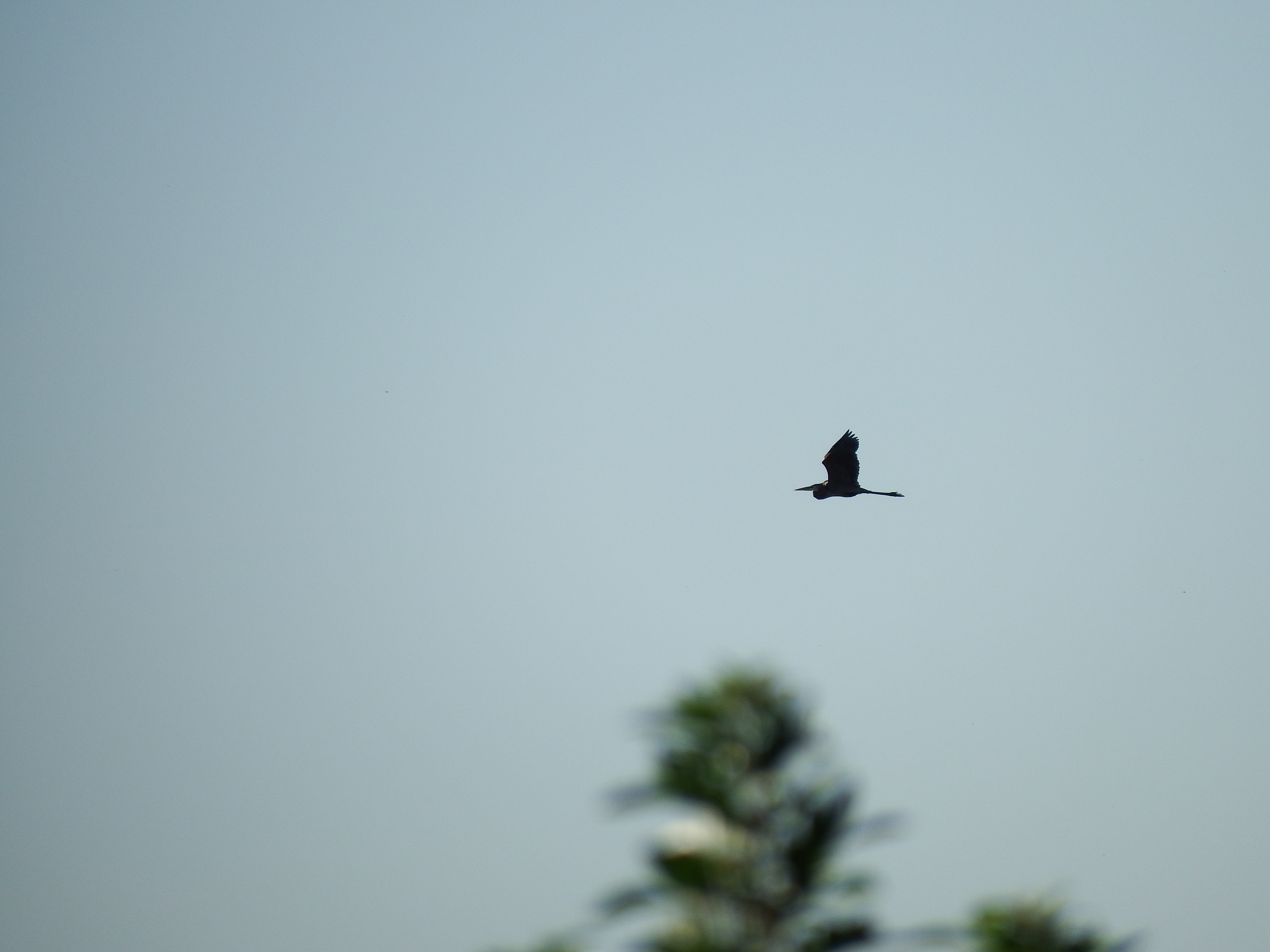 DSCF0481.JPG\n5,346.32 KB \n4608 x 3456 \n10/27/14\n
