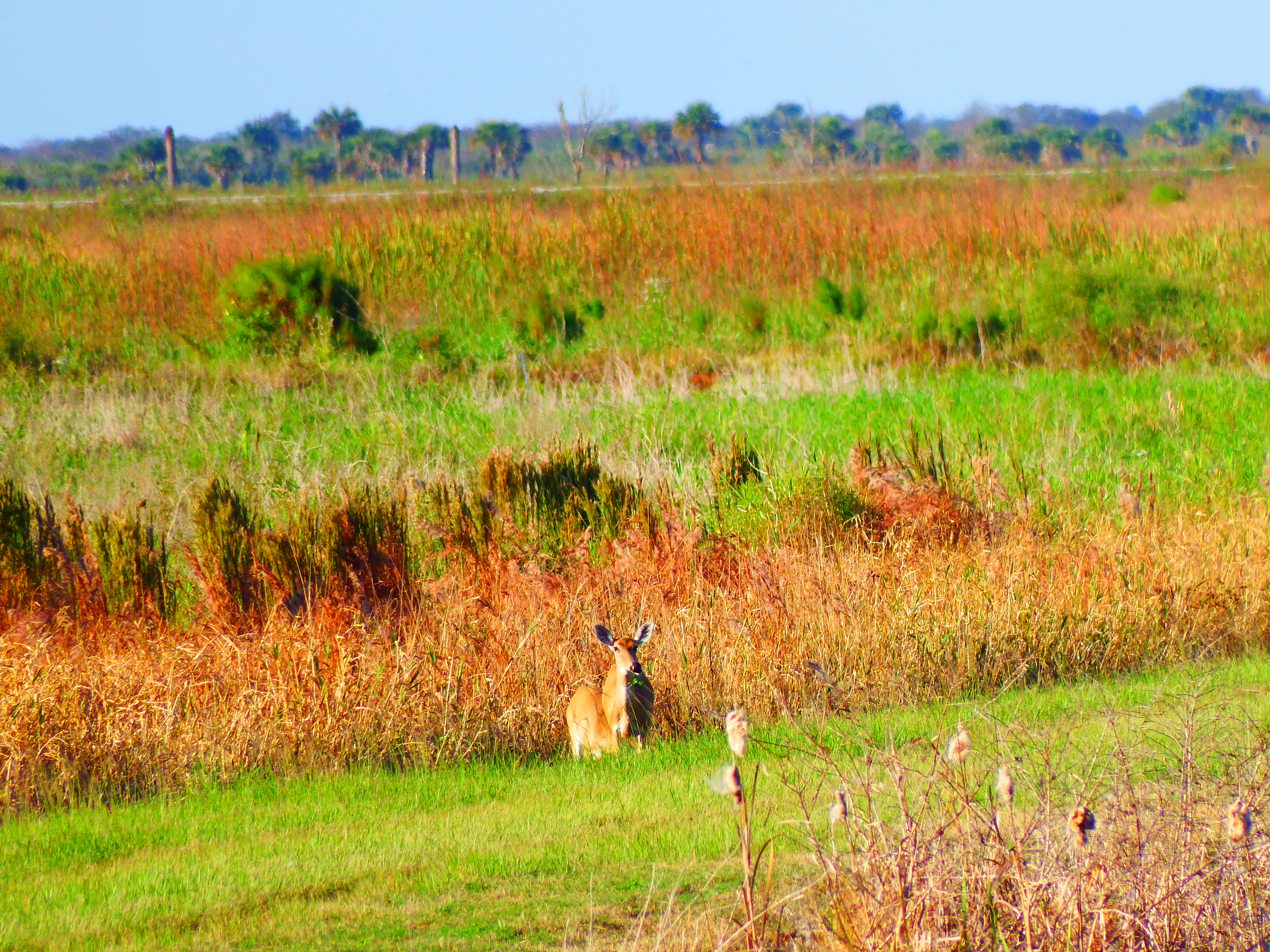 DSCF0496.JPG\n6,411.19 KB \n4608 x 3456 \n10/27/14\n