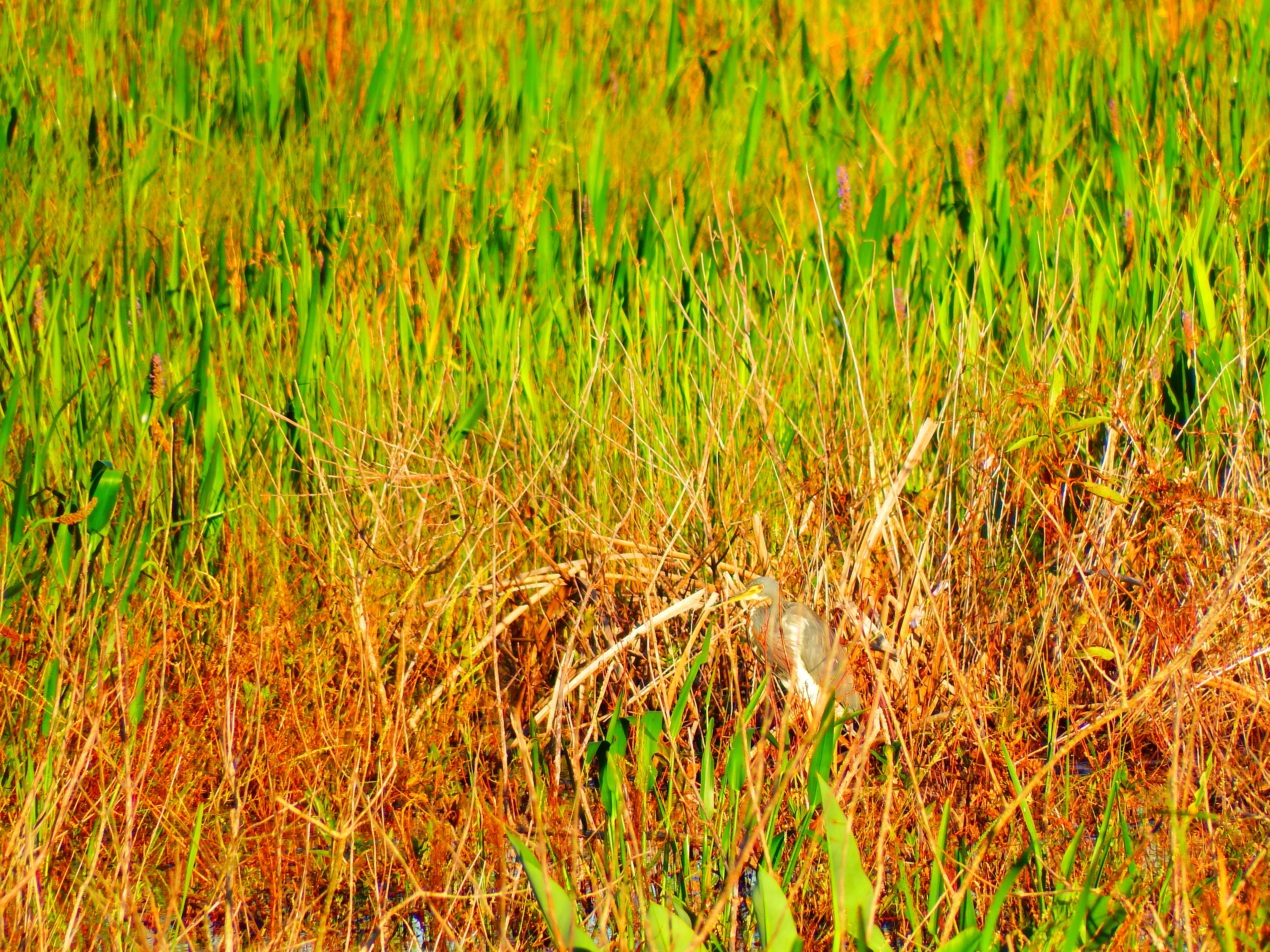 DSCF0532.JPG\n6,916.94 KB \n4608 x 3456 \n10/27/14\n