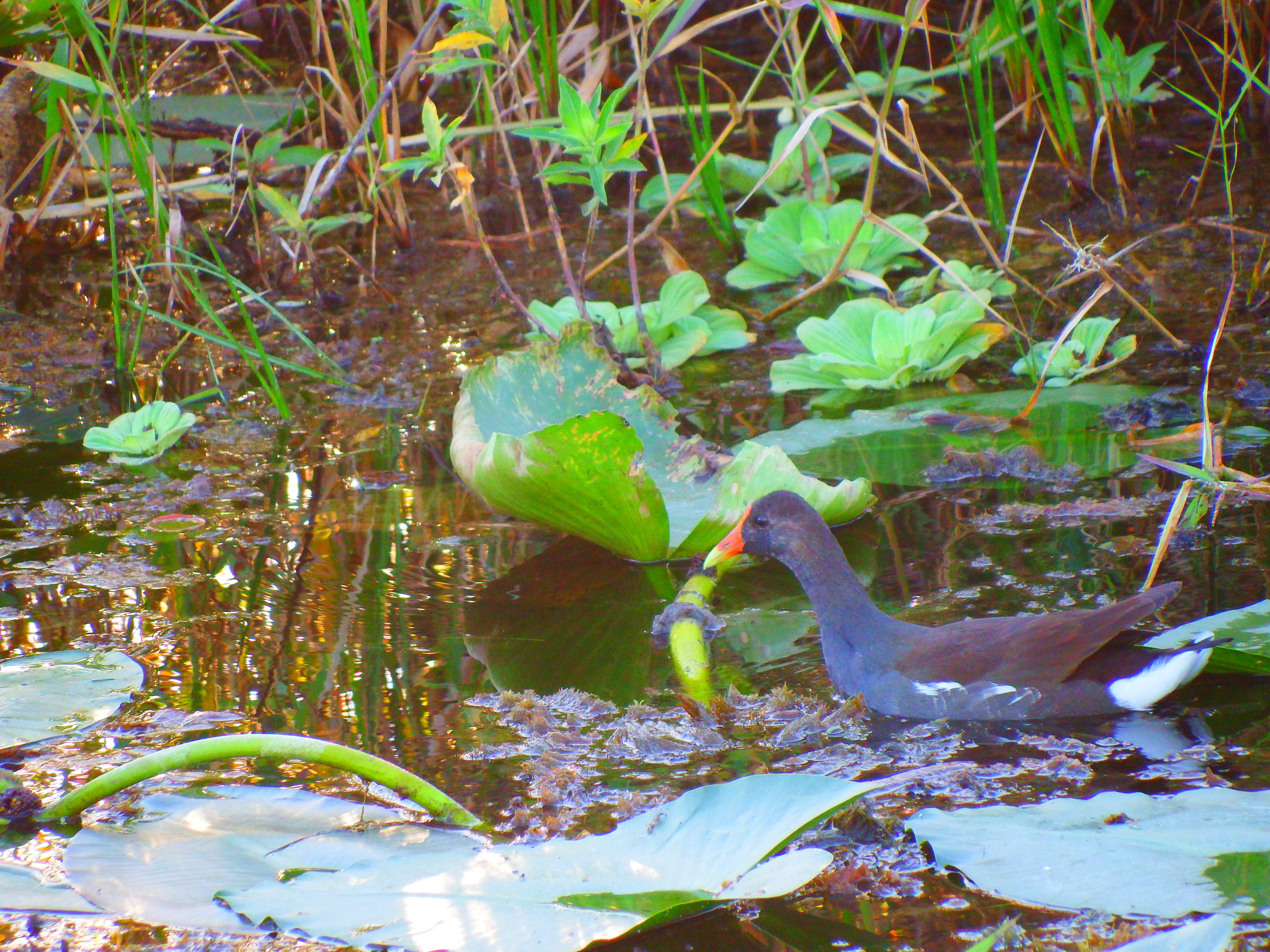 DSCF0552.JPG\n6,385.32 KB \n4608 x 3456 \n10/27/14\n
