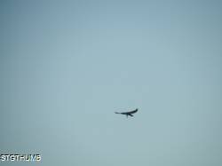 DSCF0562.JPG
5,412.57 KB
4608 x 3456
10/27/14