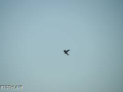 DSCF0563.JPG
5,384.43 KB
4608 x 3456
10/27/14