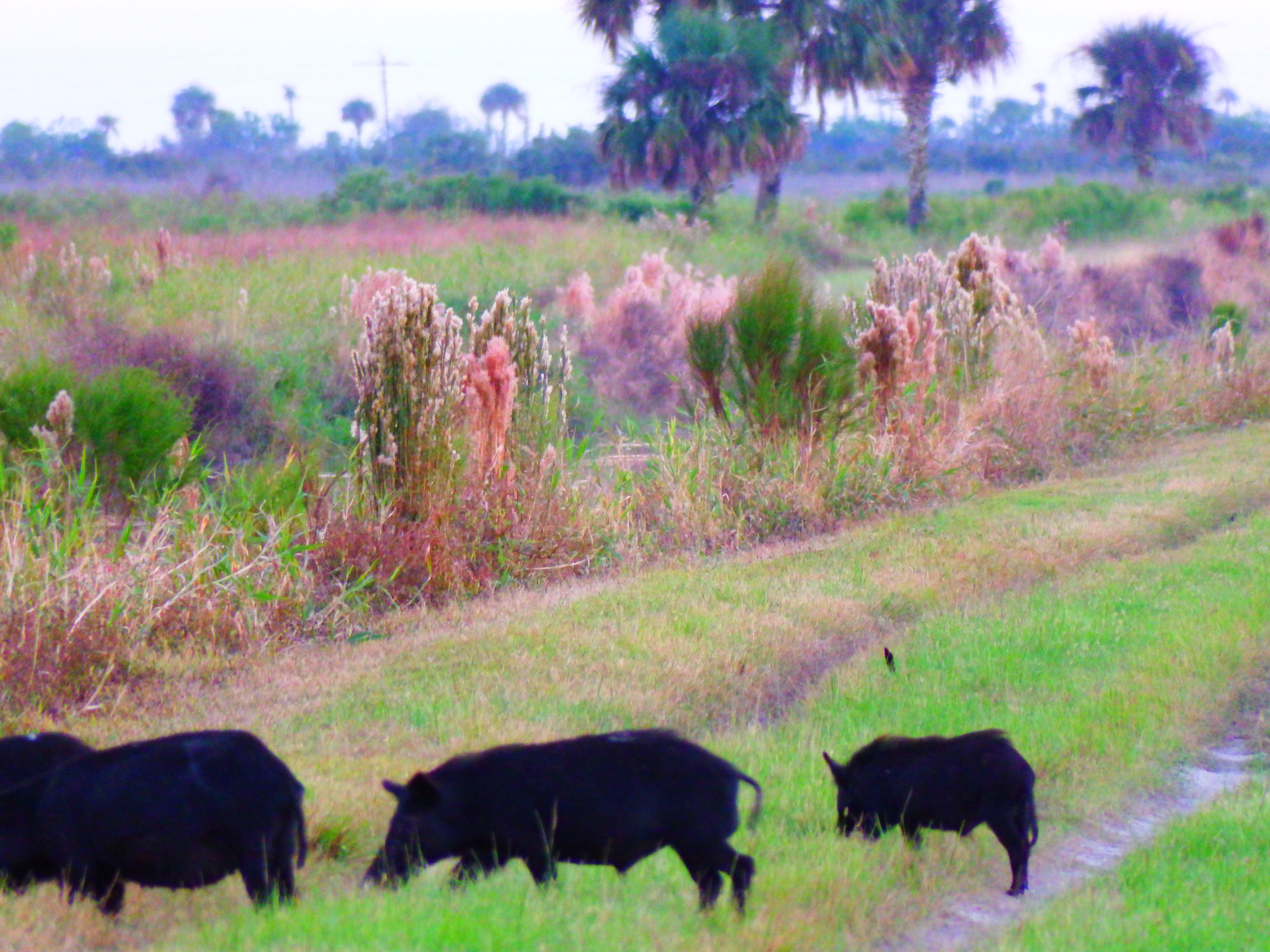 DSCF0620.JPG\n7,183.99 KB \n4608 x 3456 \n10/27/14\n