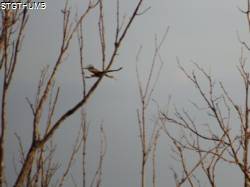 DSCF0870.JPG
6,442.31 KB
4608 x 3456
1/14/15