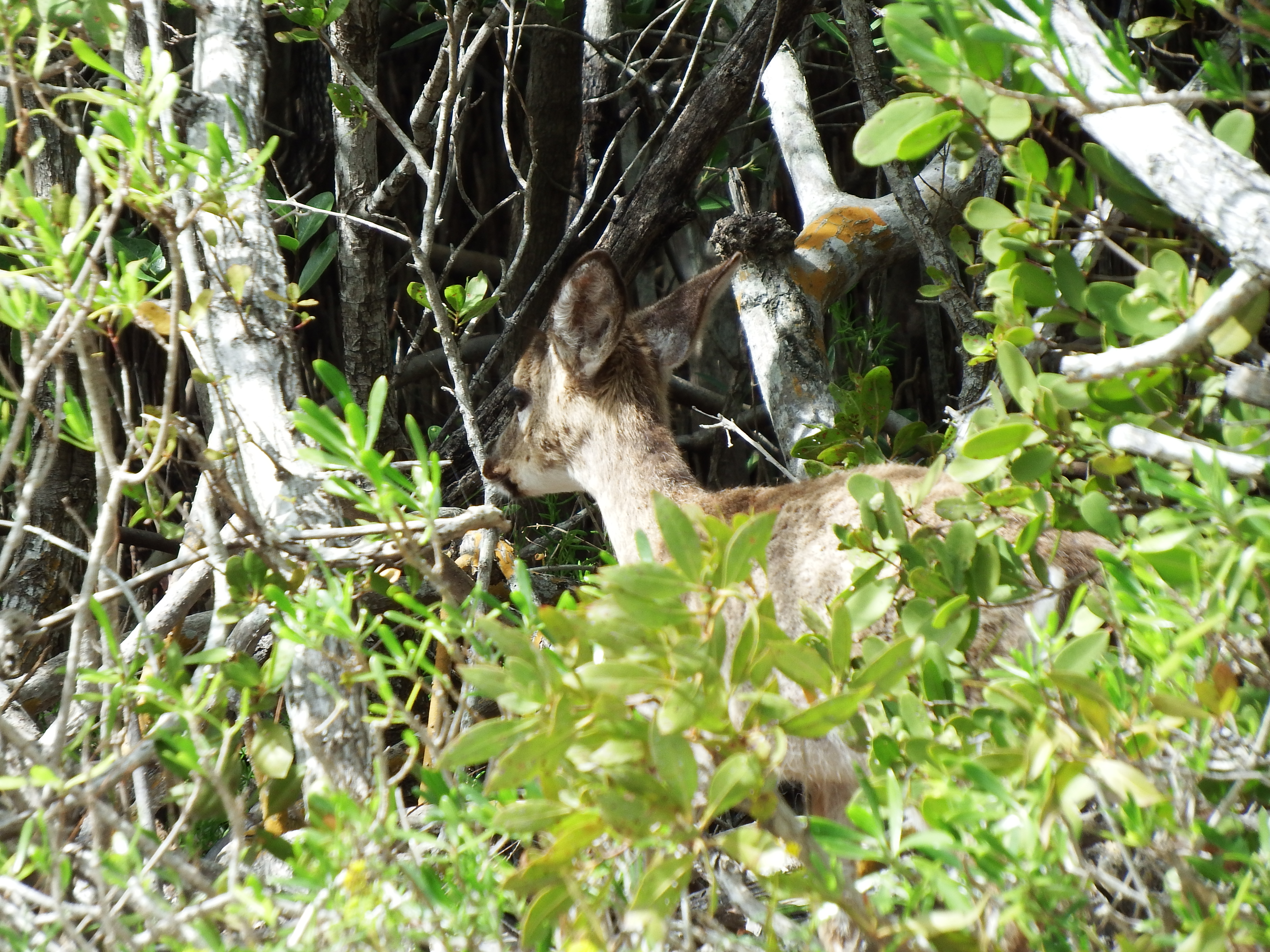DSCF1117.JPG\n6,692.95 KB \n4608 x 3456 \n2/23/15\n