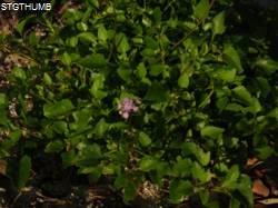 DSCF1238.JPG
5,994.42 KB
4608 x 3456
2/23/15