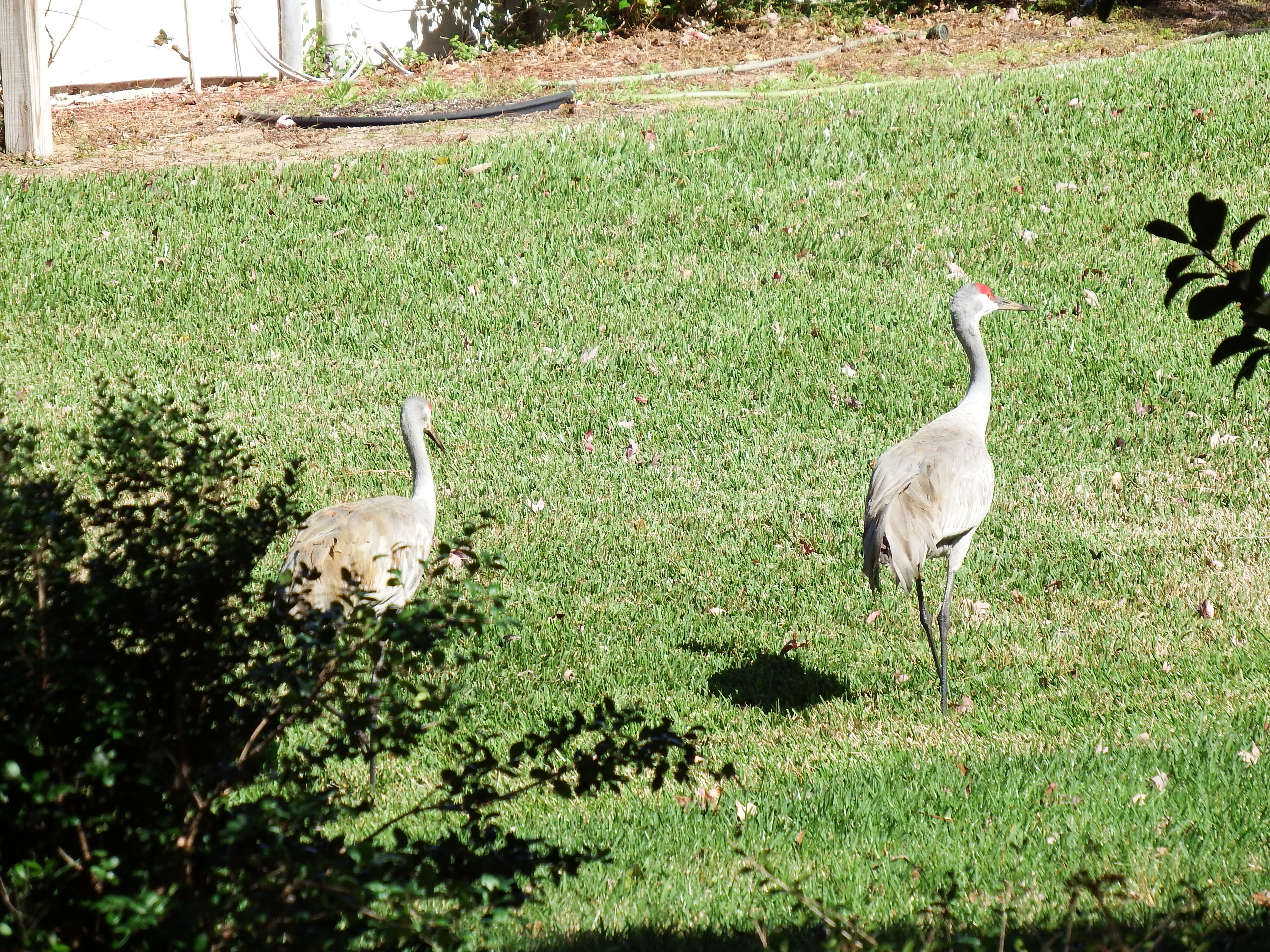 DSCF0998.JPG\n7,111.23 KB \n4608 x 3456 \n2/15/15\n