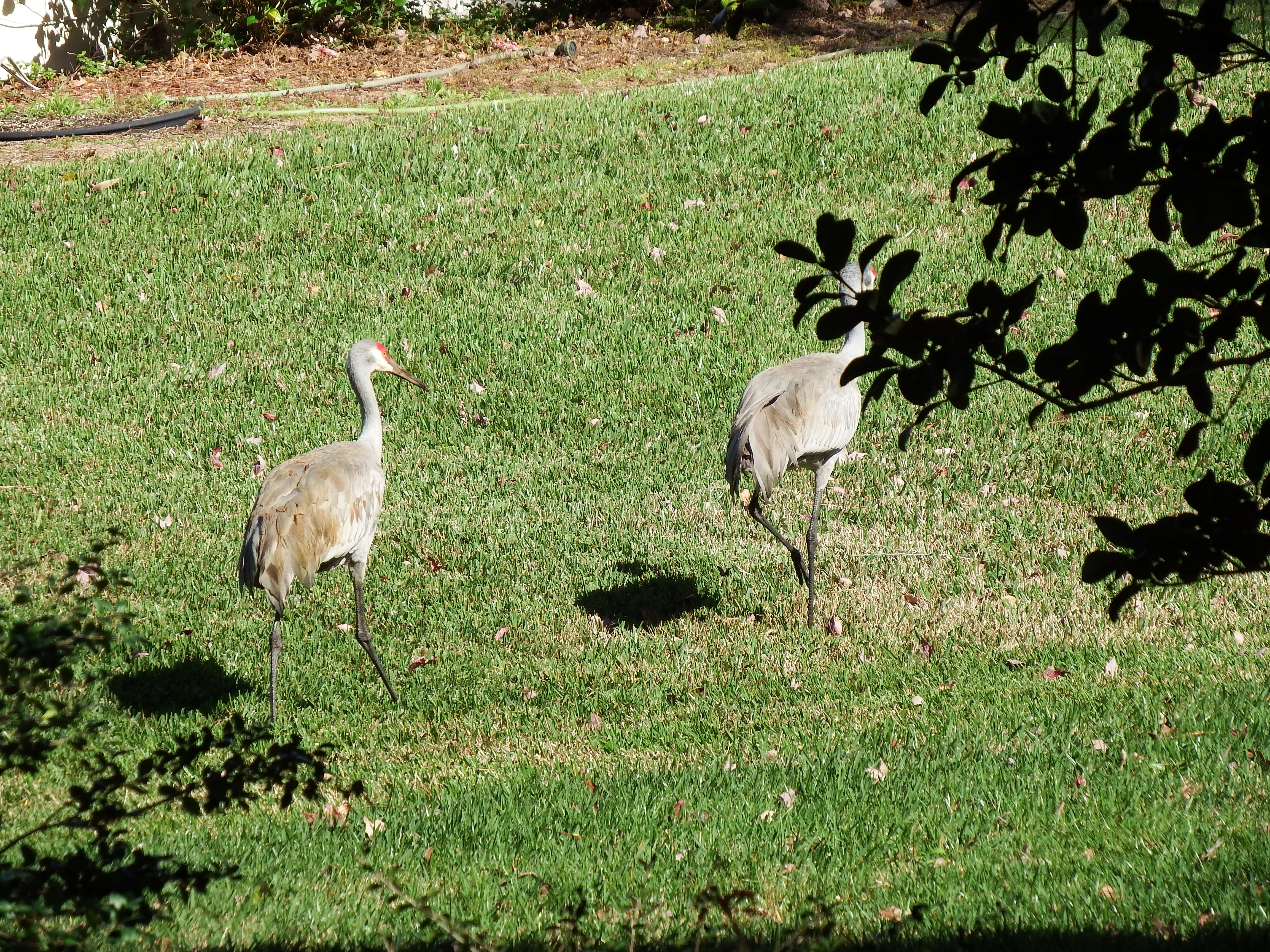 DSCF0999.JPG\n7,281.74 KB \n4608 x 3456 \n2/15/15\n
