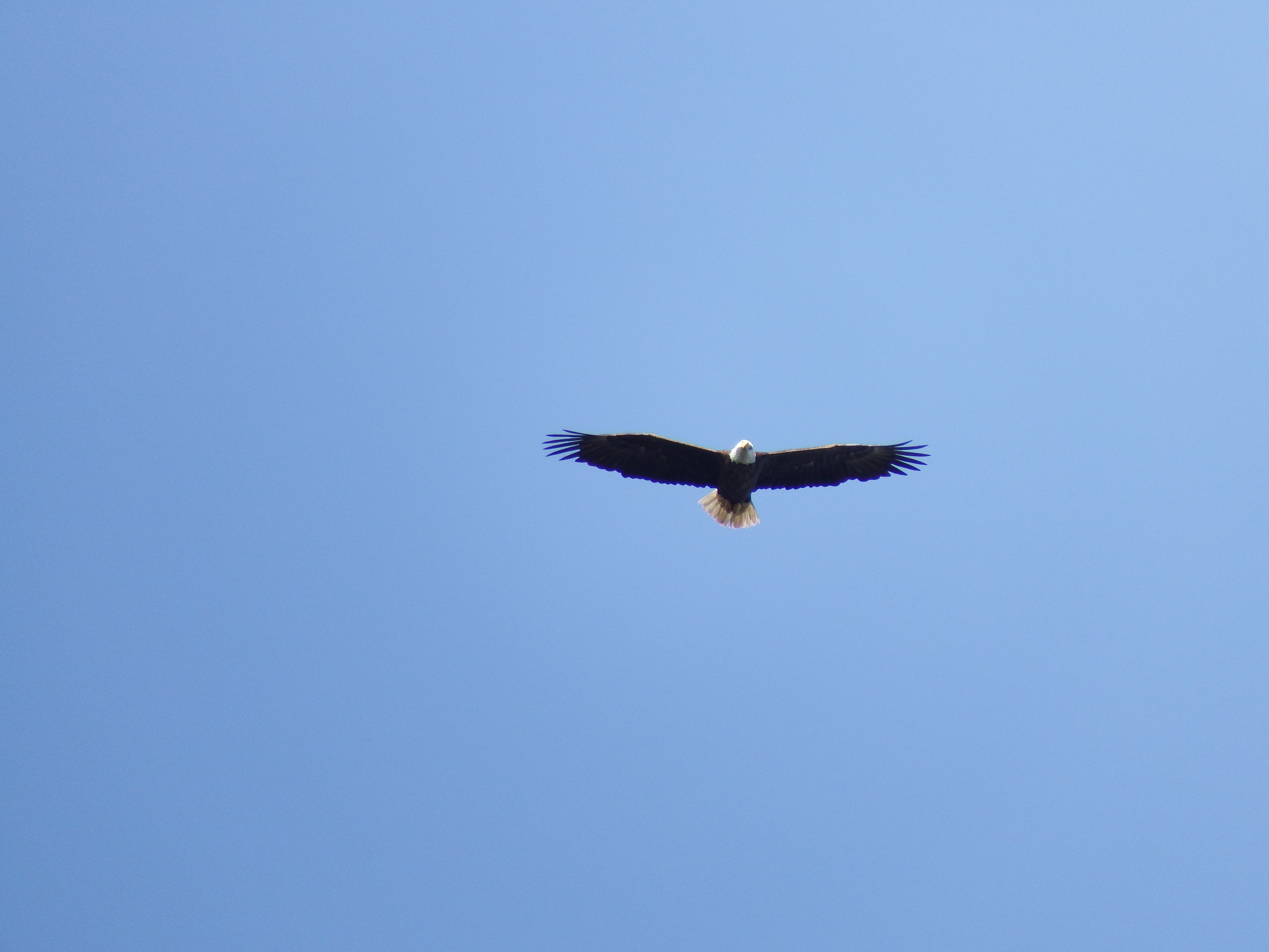 DSCF1051.JPG\n5,388.68 KB \n4608 x 3456 \n2/15/15\n