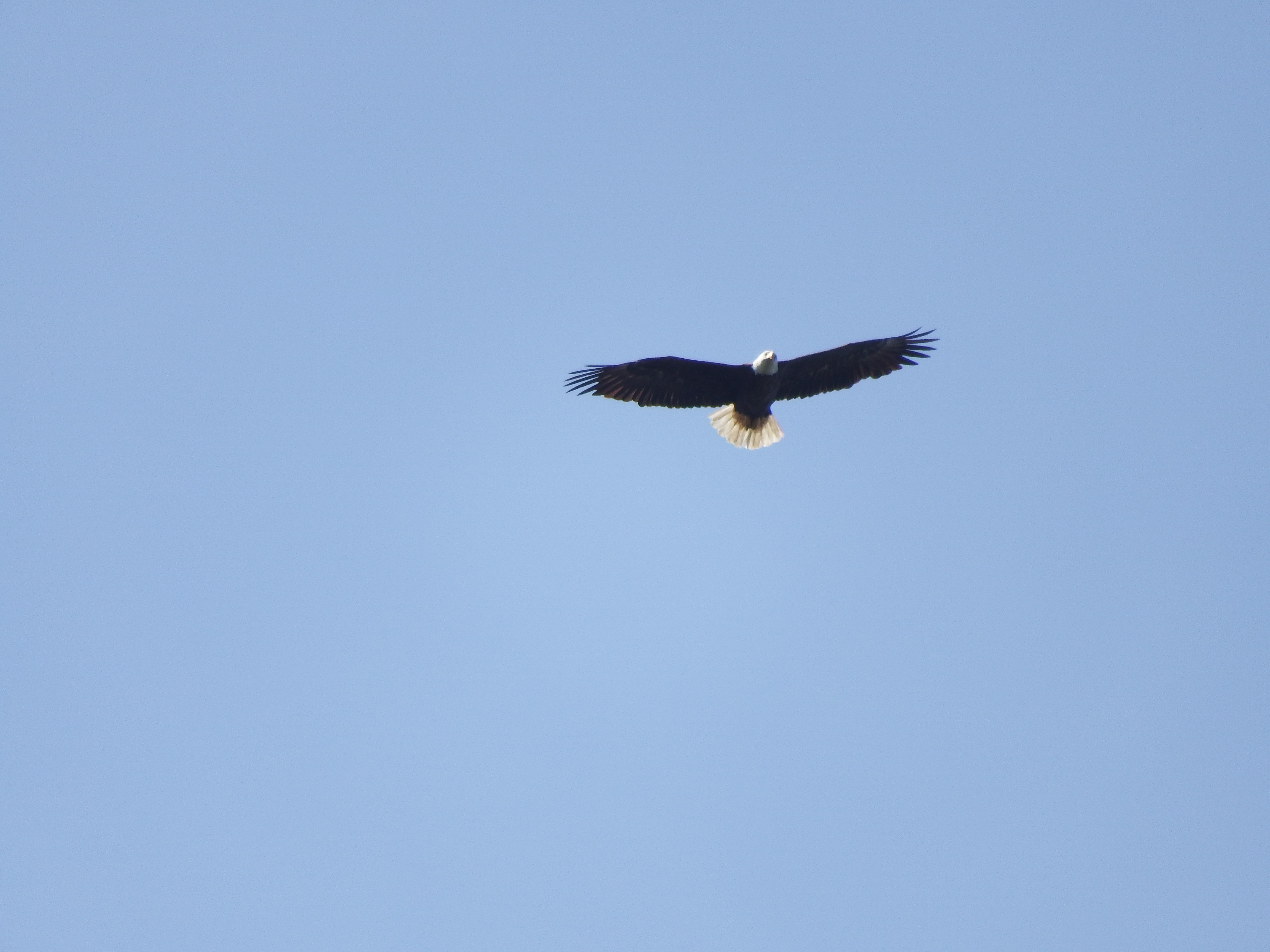 DSCF1053.JPG\n5,926.91 KB \n4608 x 3456 \n2/15/15\n