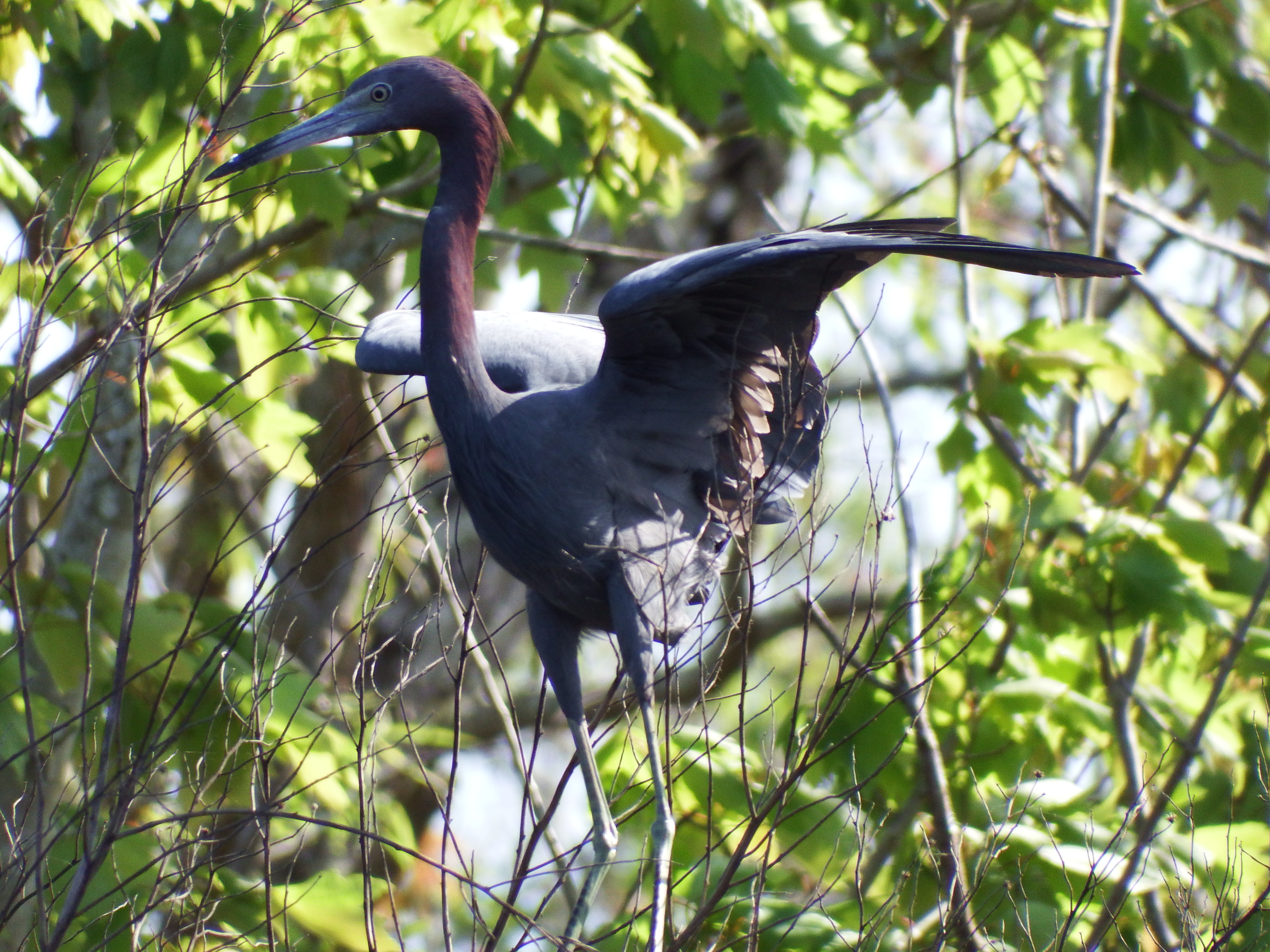 DSCF1066.JPG\n6,341.28 KB \n4608 x 3456 \n2/15/15\n