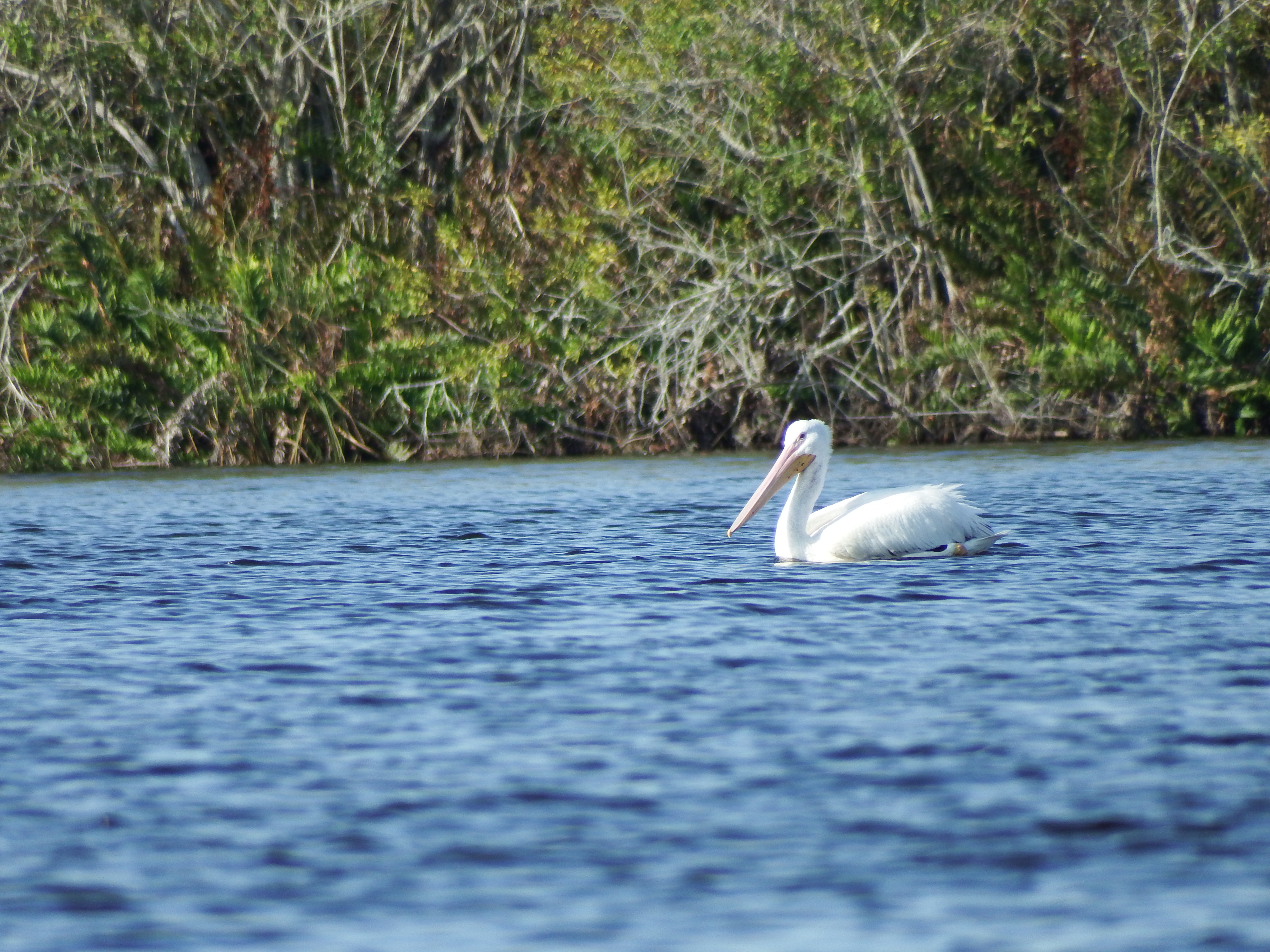 DSCF1077.JPG\n6,674.92 KB \n4608 x 3456 \n2/15/15\n