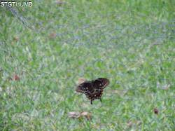 DSCF0941.JPG
6,586.55 KB
4608 x 3456
6/20/14