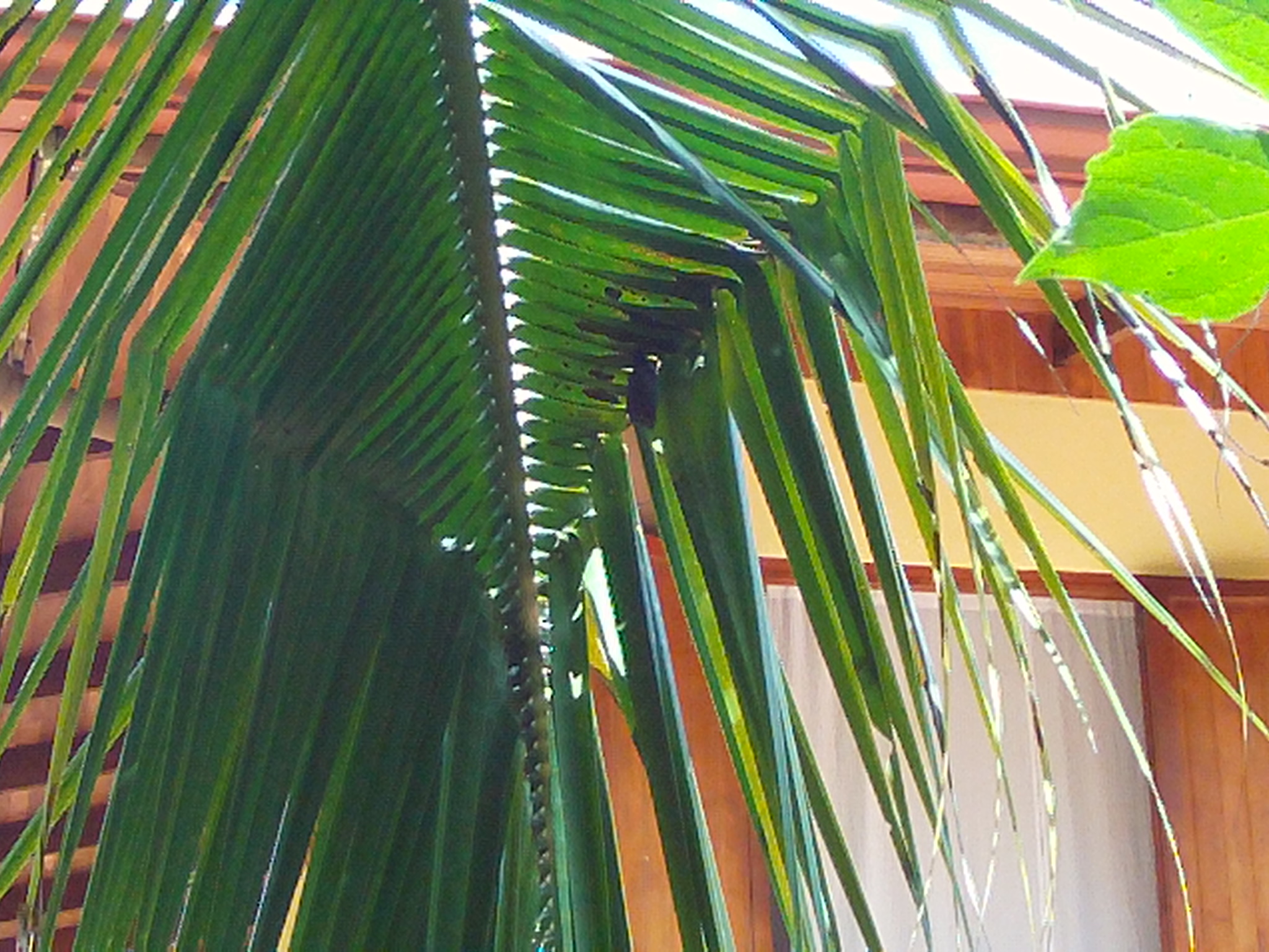 AMBA0132.JPG\n874.78 KB \n2048 x 1536 \n5/27/14\n