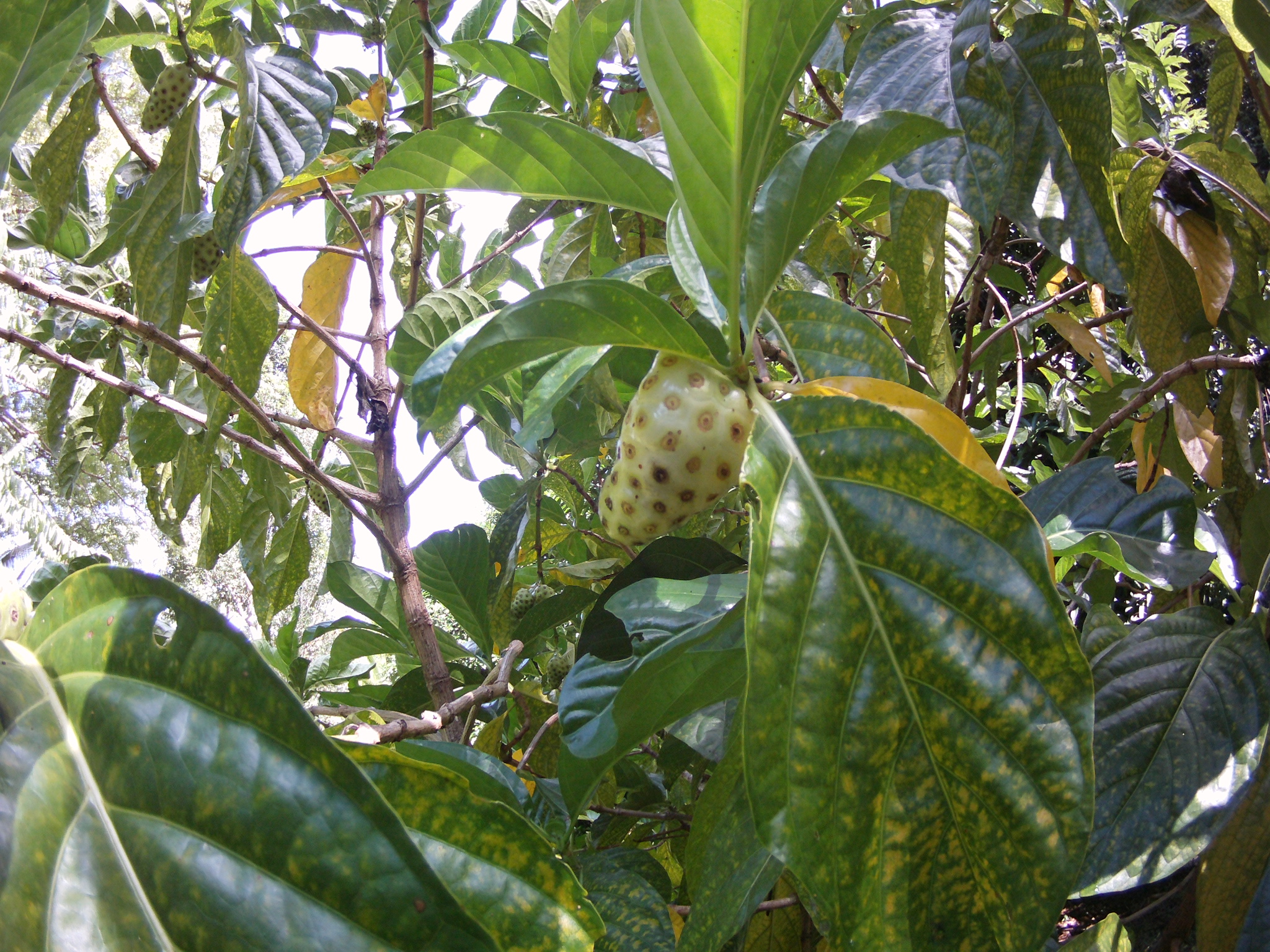 AMBA0138.JPG\n1,421.53 KB \n2048 x 1536 \n5/27/14\n
