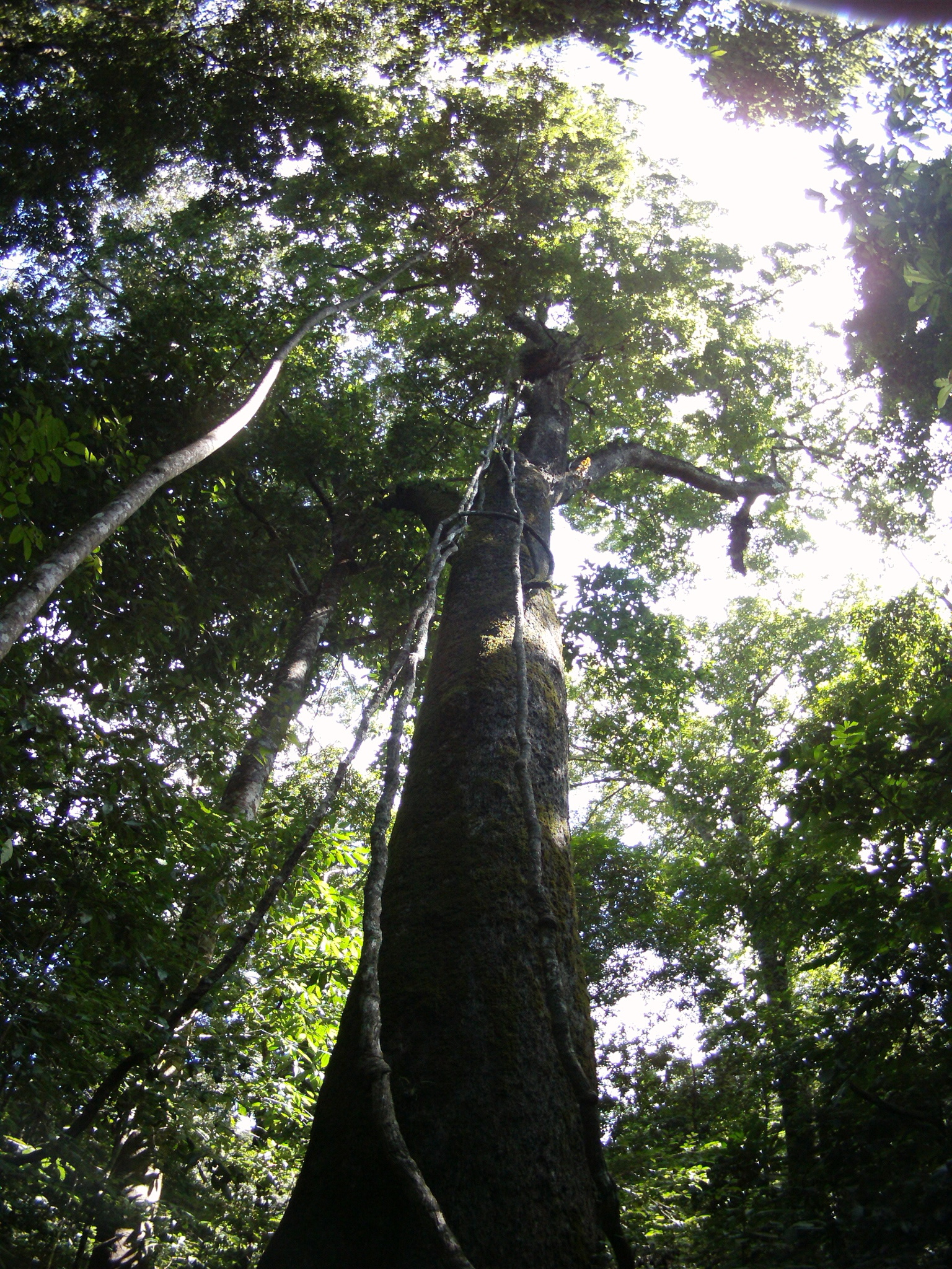 AMBA0140a.JPG\n1,639.75 KB \n1536 x 2048 \n6/20/14\n