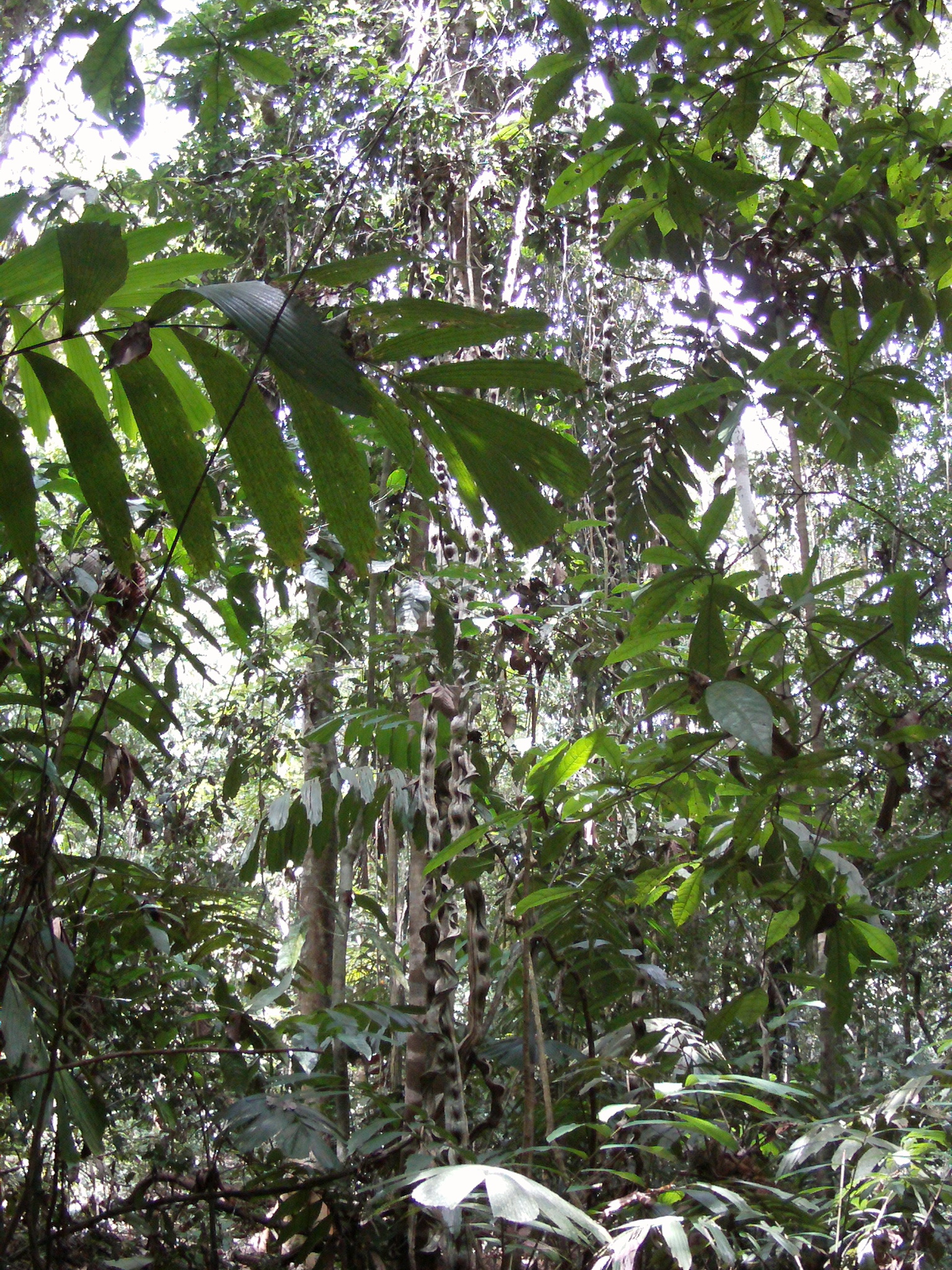 AMBA0160a.JPG\n1,629.72 KB \n1536 x 2048 \n6/20/14\n