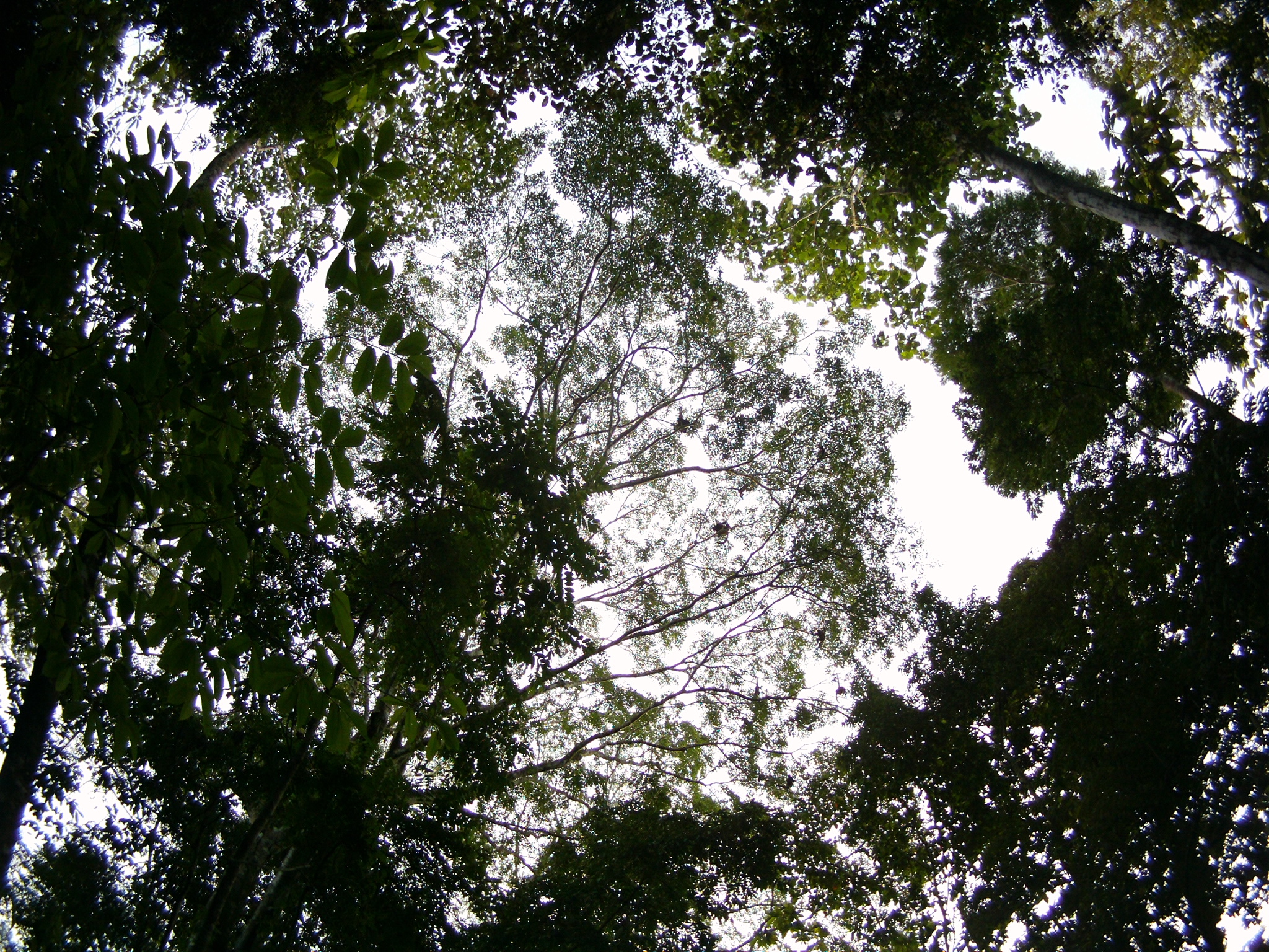 AMBA0222.JPG\n2,030.34 KB \n2048 x 1536 \n5/28/14\n