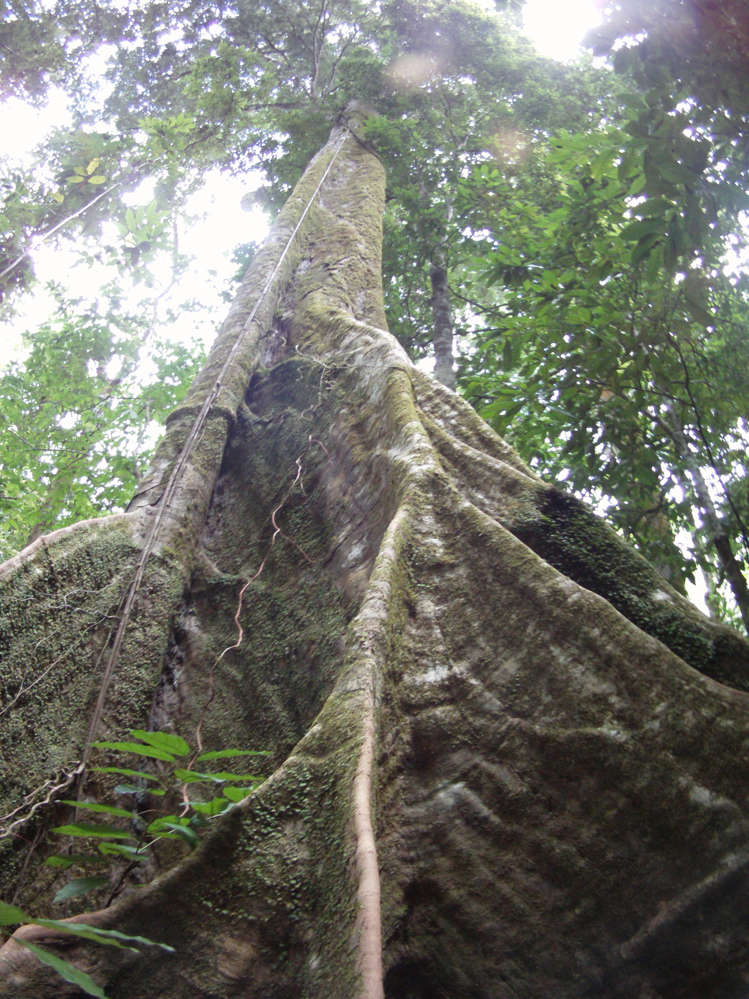 AMBA0228a.JPG\n1,370.26 KB \n1536 x 2048 \n6/20/14\n