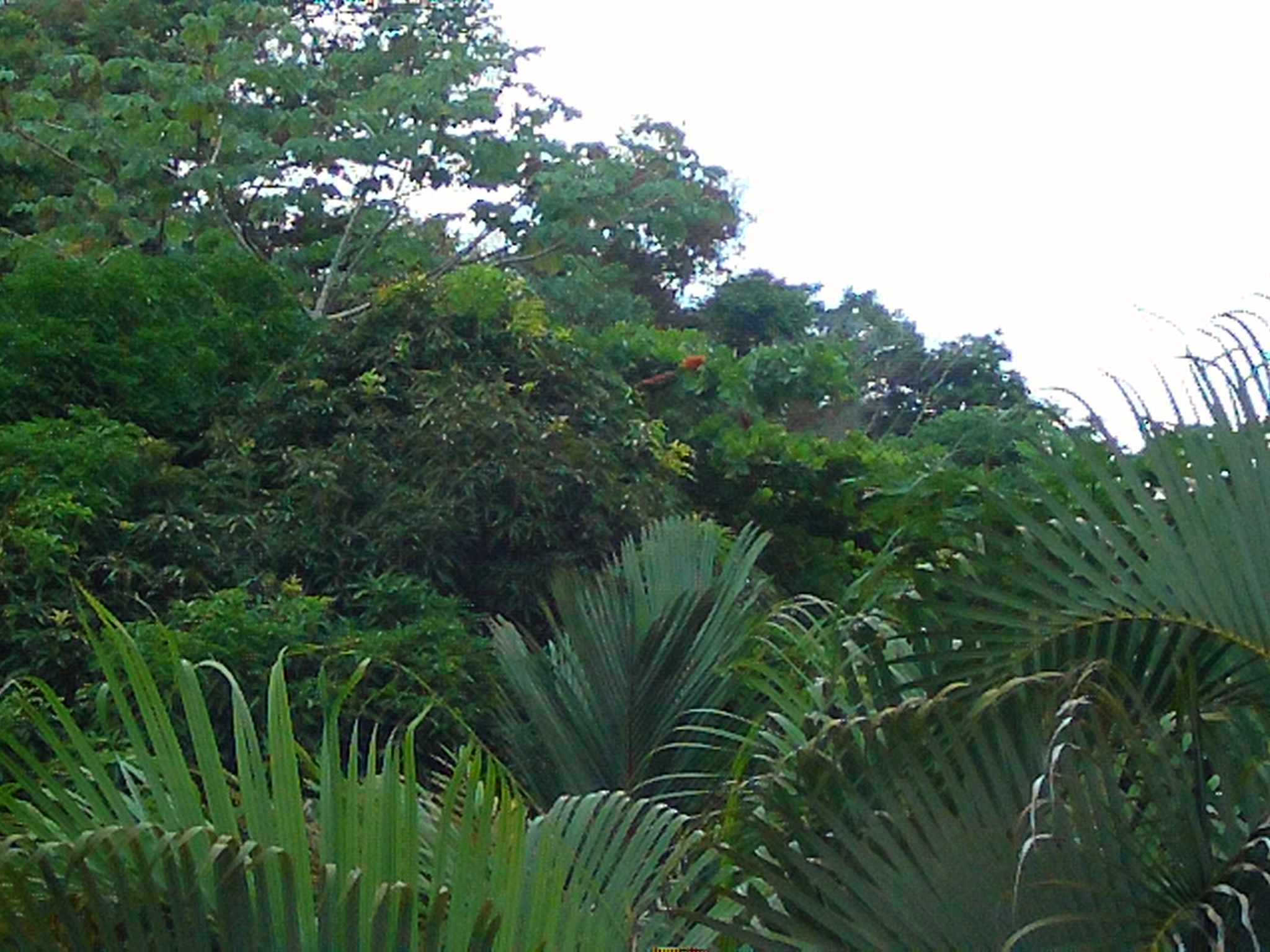 AMBA0241.JPG\n789.09 KB \n2048 x 1536 \n5/28/14\n