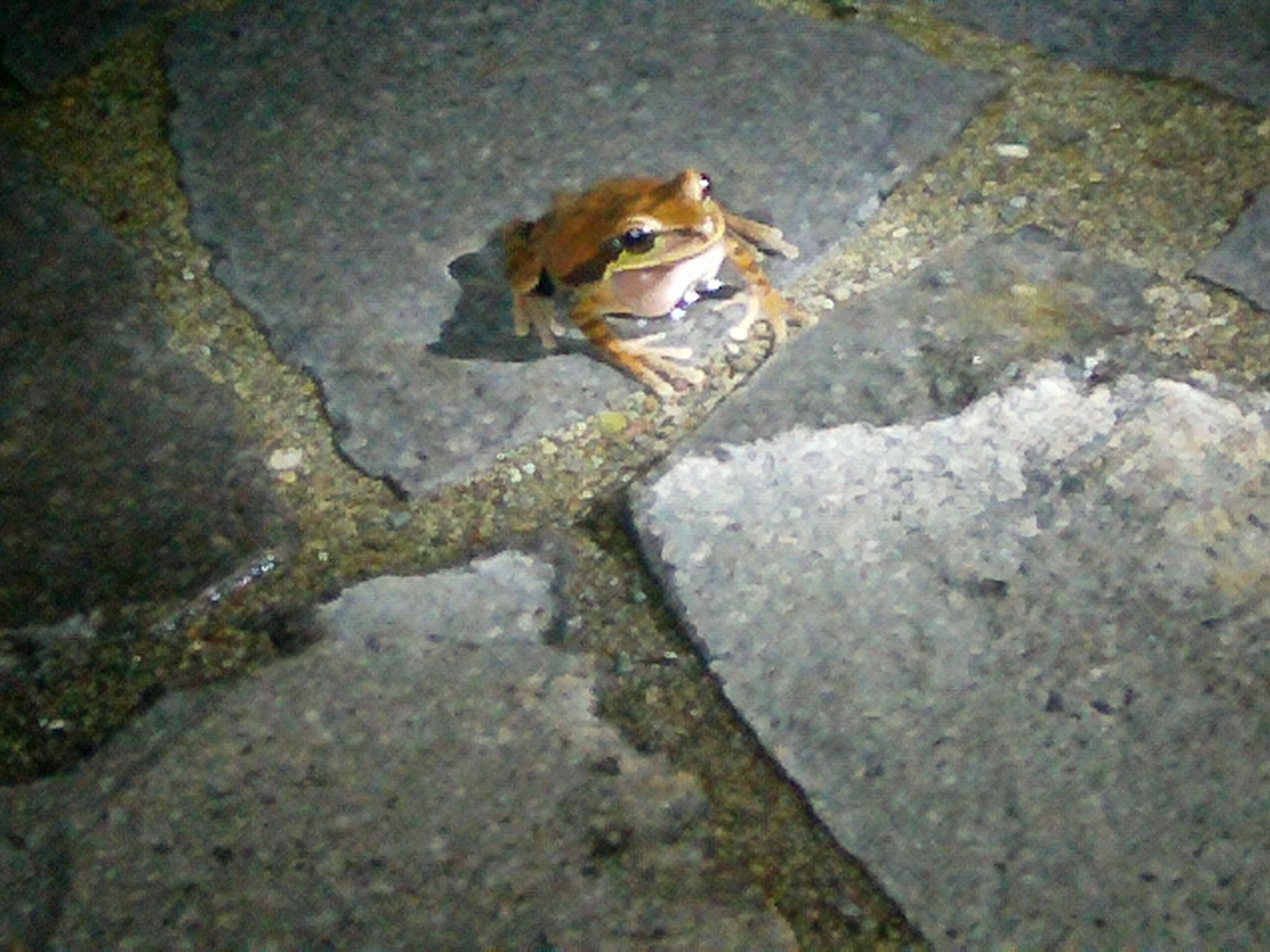 AMBA0460.JPG\n737.21 KB \n2048 x 1536 \n5/29/14\n