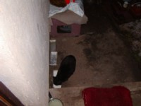 PC250106.JPG
440.47 KB 
1600 x 1200 
12/25/2005
