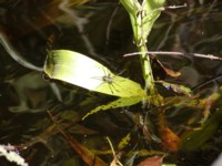 P7190111.JPG
463.41 KB 
1600 x 1200 
7/19/2003
