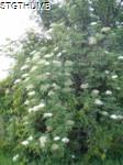 P5290174a.JPG
484.79 KB
960 x 1280
6/16/2010