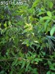 PA220152a.JPG

749.14 KB 
1200 x 1600 
2/3/2011