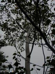 P8160087a.JPG
OLYMPUS DIGITAL CAMERA
728.96 KB 
1200 x 1600 
1/16/2012
